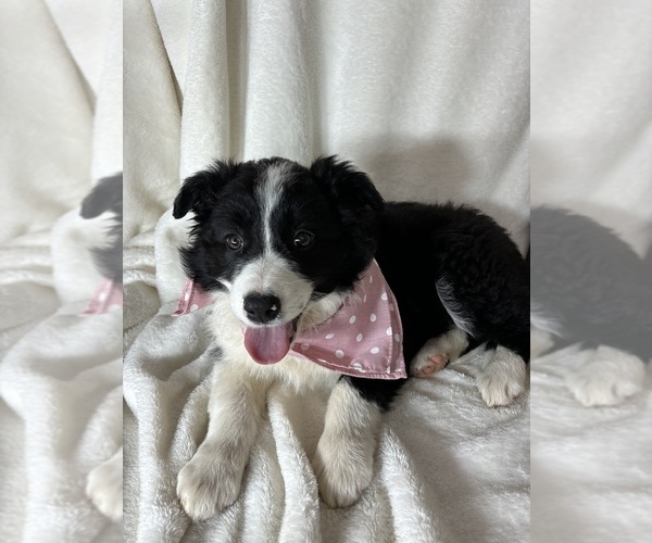 Medium Photo #5 Australian Shepherd Puppy For Sale in GREENFIELD, IN, USA