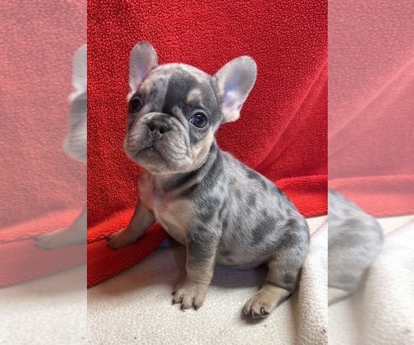 Medium Photo #10 French Bulldog Puppy For Sale in LAKE WALES, FL, USA