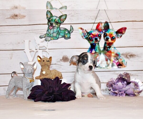 Medium Photo #1 Chihuahua Puppy For Sale in CHARLESTON, AR, USA