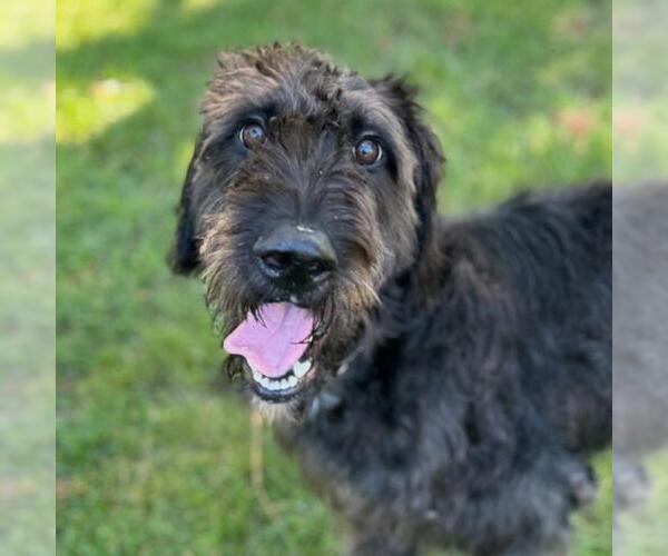 Medium Photo #2 Miniature Labradoodle Puppy For Sale in San Diego, CA, USA