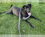 Small Labrador Retriever Mix