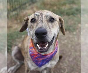 Plott Hound-Unknown Mix Dogs for adoption in San Antonio, TX, USA