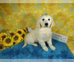 Small Photo #63 English Cream Golden Retriever Puppy For Sale in PEYTON, CO, USA