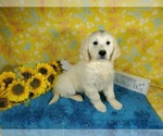 Small #9 English Cream Golden Retriever