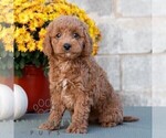 Lester - Male Poodle (Miniature) Puppy for Sale - Photo #5