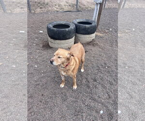 American Pit Bull Terrier-Labrador Retriever Mix Dogs for adoption in Webster, WI, USA