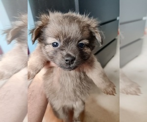 Pomeranian Puppy for sale in BOTHELL, WA, USA