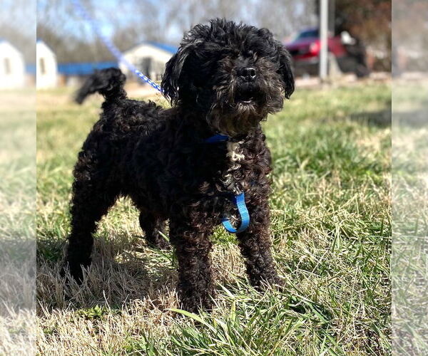 Medium Photo #4 Shih Tzu Puppy For Sale in Pacolet, SC, USA