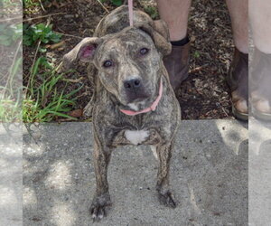 Smooch - Female American Staffordshire Terrier-Boxer Mix Dog for Adoption - Photo #4
