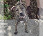 Small Photo #4 American Staffordshire Terrier-Boxer Mix Puppy For Sale in Huntley, IL, USA
