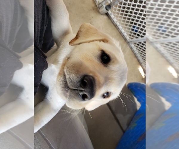 Medium Photo #8 Labrador Retriever Puppy For Sale in ANZA, CA, USA