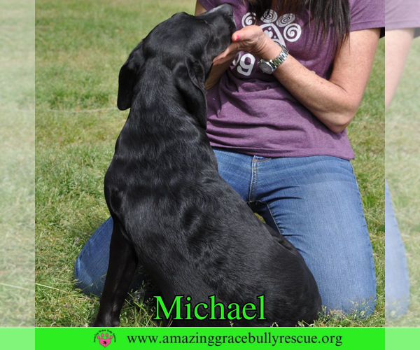 Medium Photo #4 Pointer-Unknown Mix Puppy For Sale in Pensacola, FL, USA