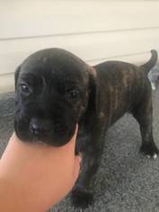 Cane Corso Puppy for sale in DUNKIRK, MD, USA
