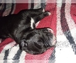 Small Photo #1 Great Dane-Labrador Retriever Mix Puppy For Sale in ESTACADA, OR, USA