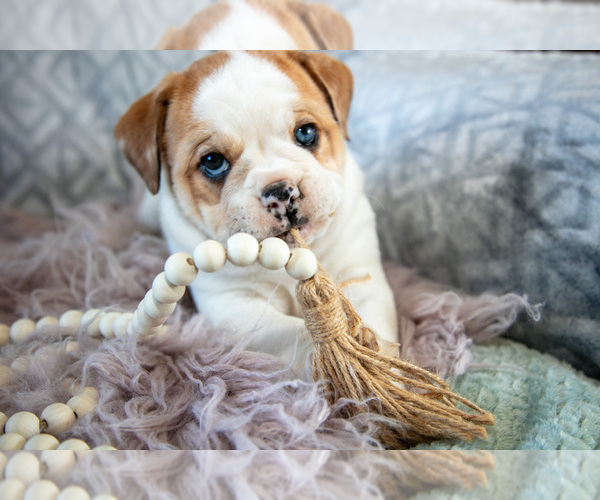 Medium Photo #1 Beabull Puppy For Sale in MILLERSBURG, OH, USA