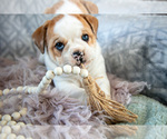Small Beabull
