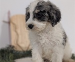 Small Photo #50 Schnoodle (Miniature) Puppy For Sale in GOSHEN, IN, USA
