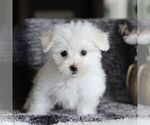 Small Photo #4 Maltese Puppy For Sale in GORDONVILLE, PA, USA