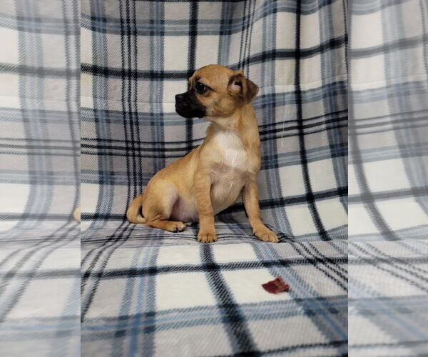 Medium Photo #2 Chug Puppy For Sale in Lincolnwood, IL, USA