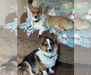 Father of the Pembroke Welsh Corgi puppies born on 03/31/2025