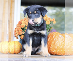 Puppy 1 Rottweiler-Siberian Husky Mix