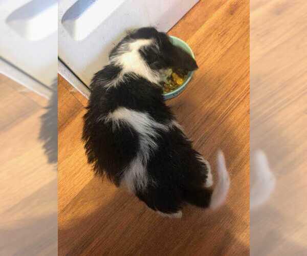 Medium Photo #4 Mutt Puppy For Sale in Aurora, IN, USA