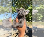 Puppy Blu French Bulldog