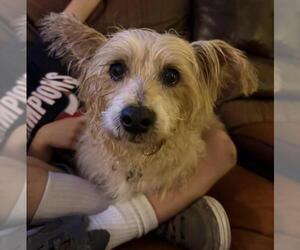Norfolk Terrier Dogs for adoption in Santa Barbara, CA, USA