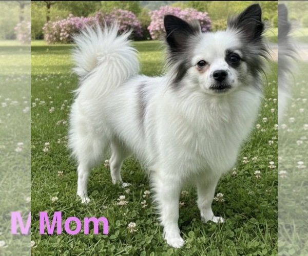 Medium Photo #1 American Eskimo Dog-Pug Mix Puppy For Sale in THOMASVILLE, NC, USA