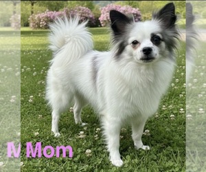Mother of the American Eskimo Dog-Pug Mix puppies born on 04/29/2026