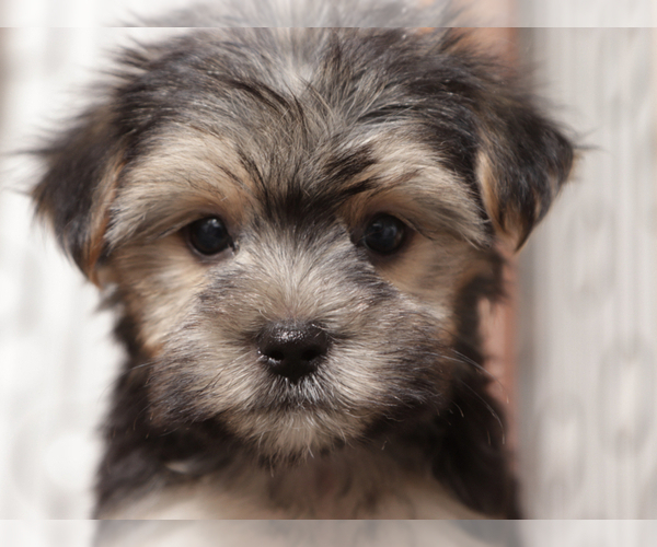 Medium Photo #4 Morkie Puppy For Sale in NAPLES, FL, USA