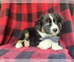 Small #6 Miniature Australian Shepherd