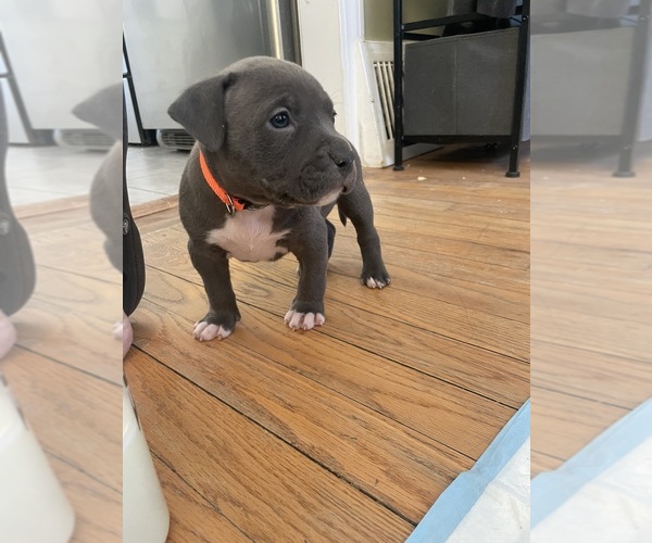 Medium Photo #6 American Bully Puppy For Sale in NAUGATUCK, CT, USA