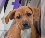 Small #5 American Staffordshire Terrier-Vizsla Mix
