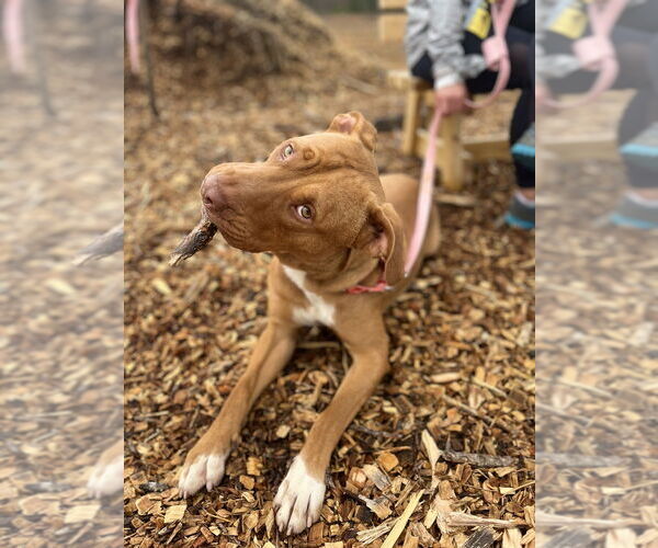 Medium Photo #3 American Pit Bull Terrier-Unknown Mix Puppy For Sale in Brewster, NY, USA