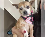 Small #4 Chihuahua