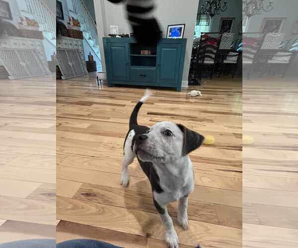 Medium Photo #14 Mutt Puppy For Sale in Holly Springs, NC, USA