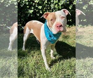 American Pit Bull Terrier-Unknown Mix Dogs for adoption in Redlands, CA, USA