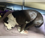 Small #2 Mutt