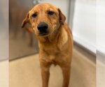 Small #1 Labrador Retriever-Retriever  Mix