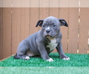American Pit Bull Terrier Puppy for sale in HYANNIS, MA, USA