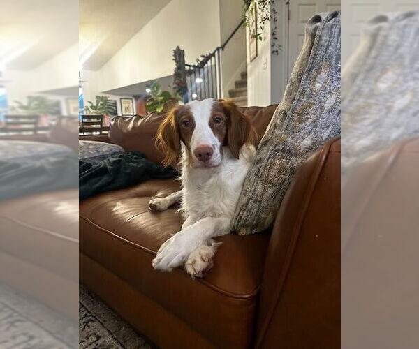 Medium Photo #2 Brittany Puppy For Sale in Curwensville, PA, USA