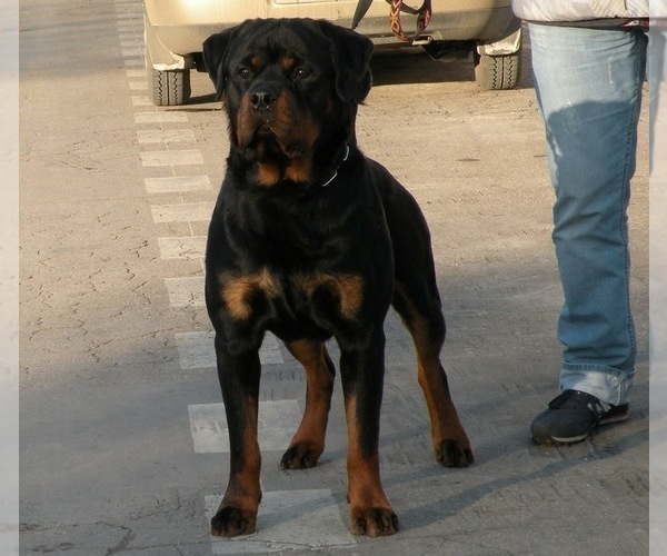 Medium Photo #1 Rottweiler Puppy For Sale in CORDOVA, TN, USA
