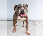 Small American Pit Bull Terrier