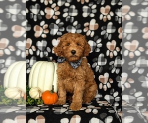 Goldendoodle (Miniature) Puppy for sale in COCHRANVILLE, PA, USA