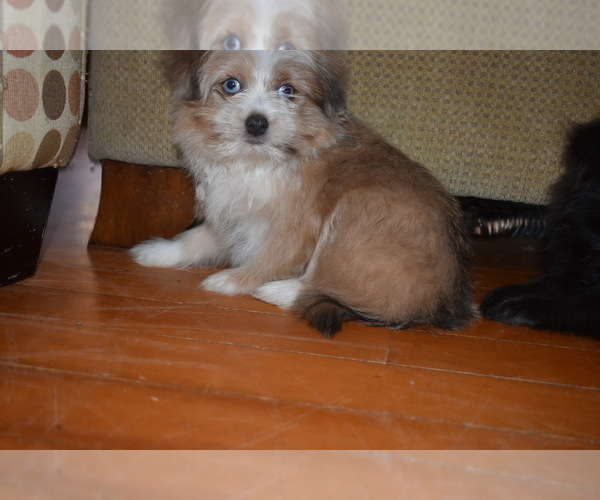 Medium Photo #6 Pom-Shi Puppy For Sale in DINWIDDIE, VA, USA