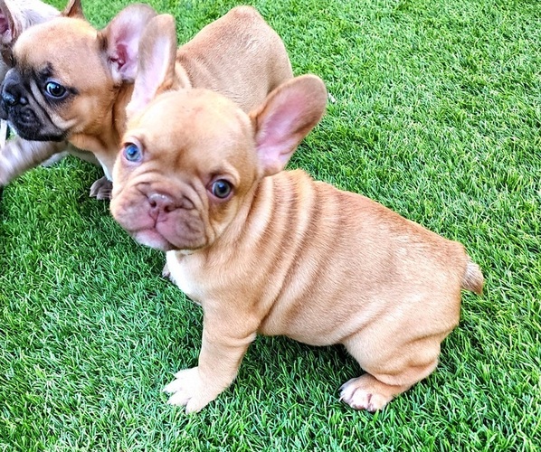 Medium Photo #5 French Bulldog Puppy For Sale in LAS VEGAS, NV, USA