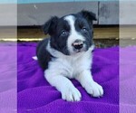 Puppy Macy Border Collie