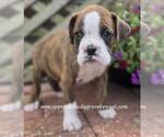 Small #3 Boxer