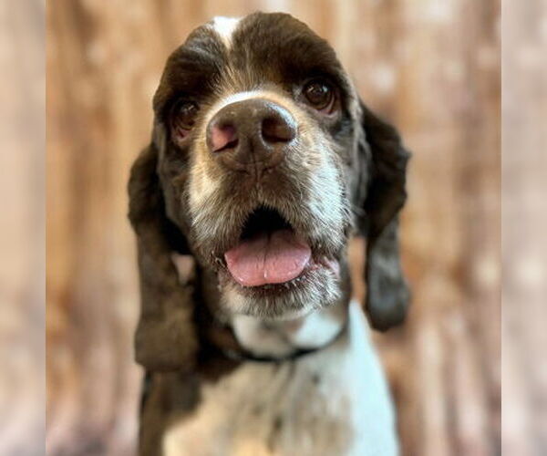 Medium Photo #4 Cocker Spaniel Puppy For Sale in Arlington, VA, USA